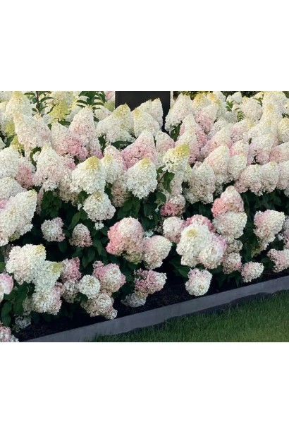 Гортензия Ливинг Стравбери Блоссом с декоративными метелками